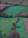 pink ploughed fields